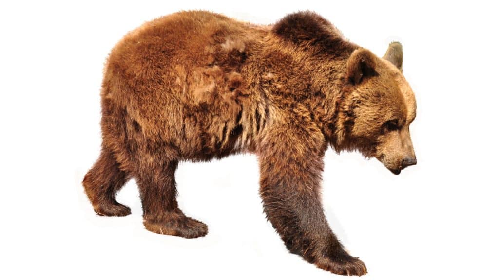 Bear - Bearish market